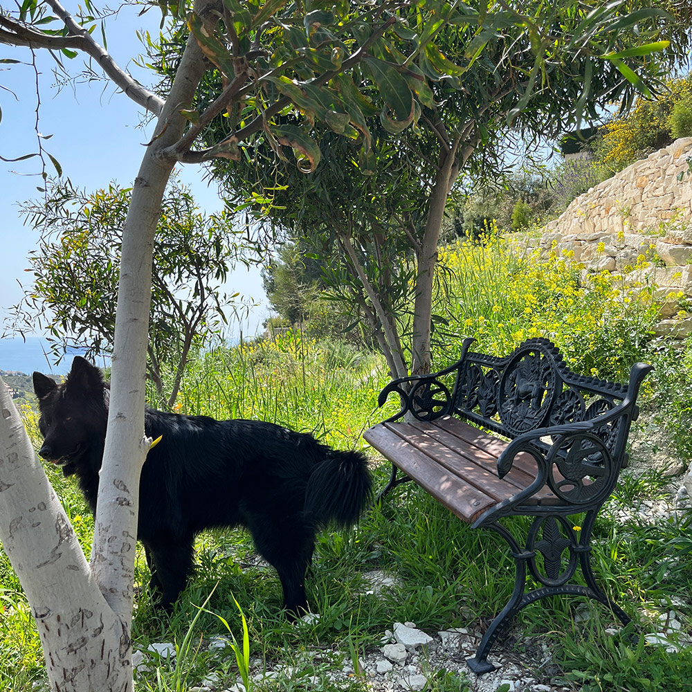    LABRADOR BENCH