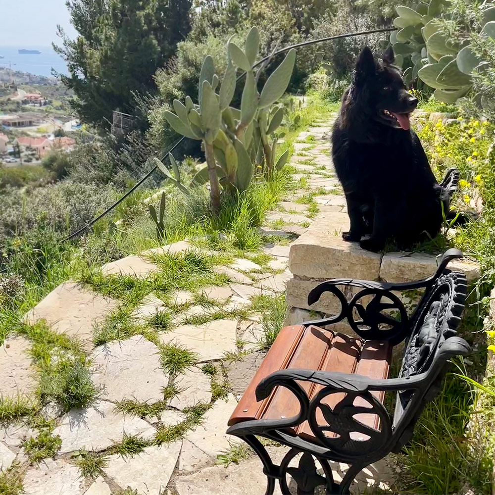 LABRADOR CHAIR